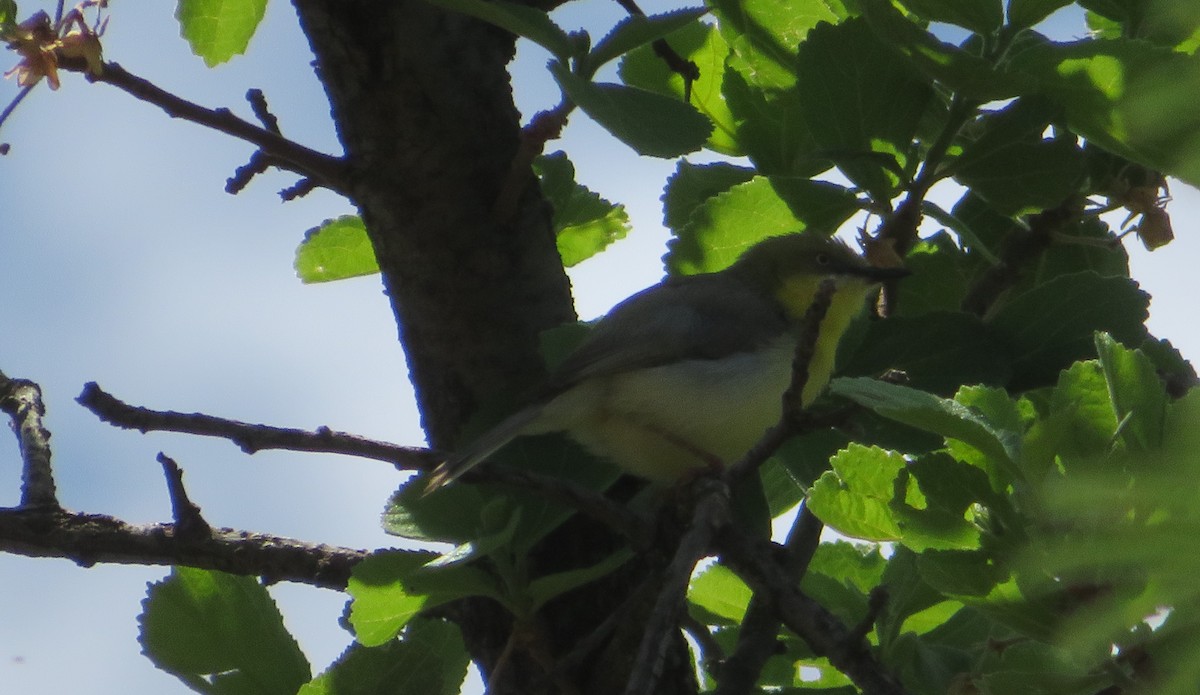 Green-capped Eremomela - Rudolf Koes