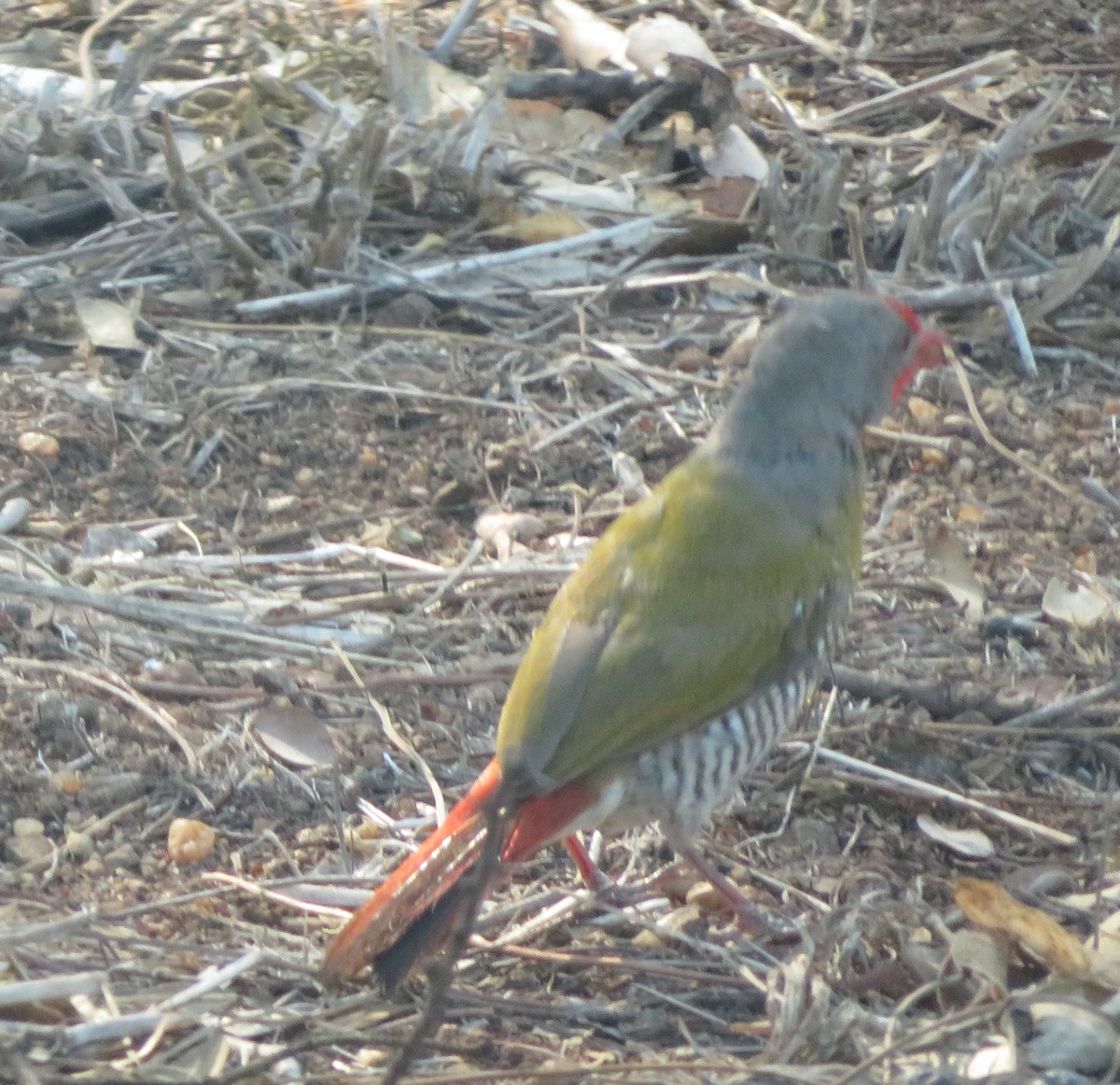 ニシキスズメ - ML233462431