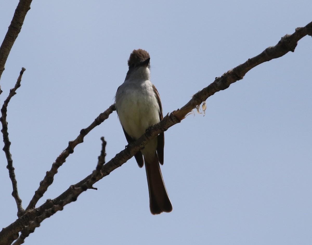 Ash-throated Flycatcher - ML233463151
