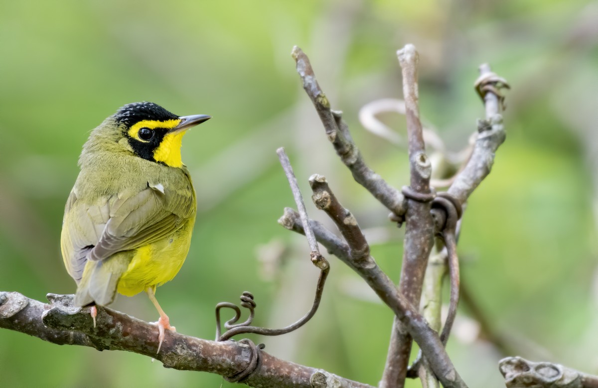 Kentucky Warbler - Matthew Addicks