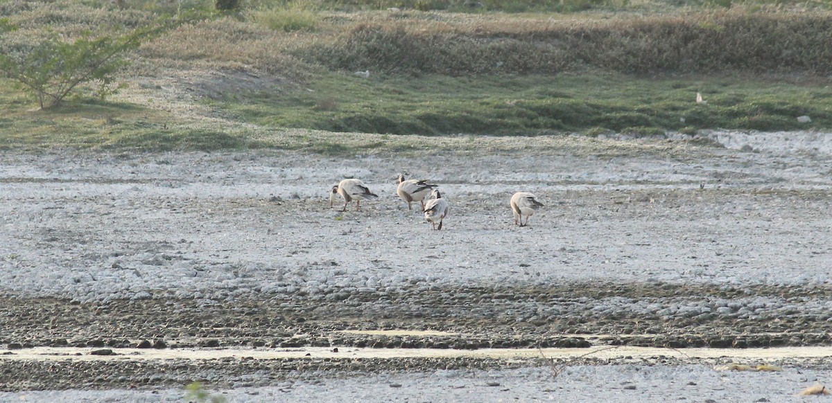 Bar-headed Goose - Shanmugam Kalidass