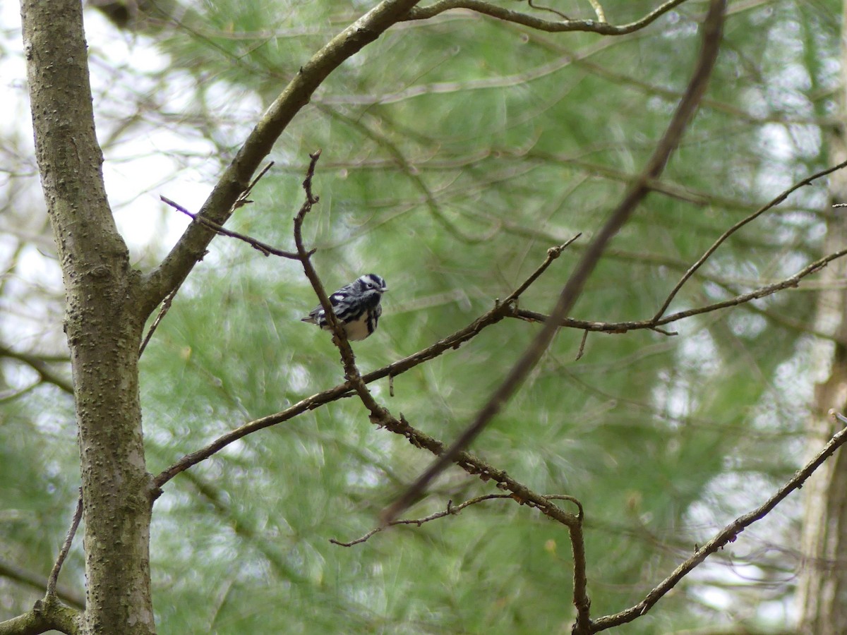 Black-and-white Warbler - Callan Murphy