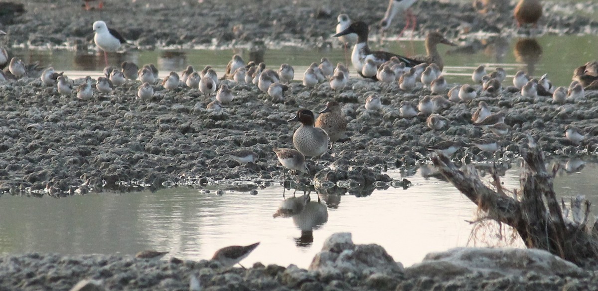 Green-winged Teal - ML23346431