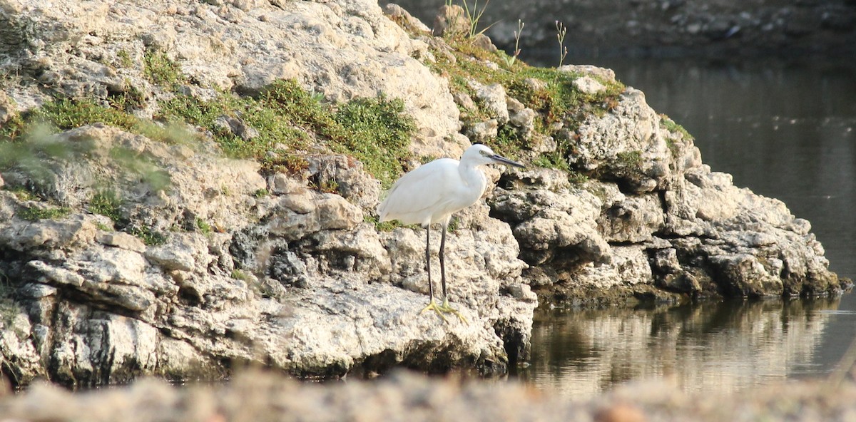 Little Egret - ML23346461