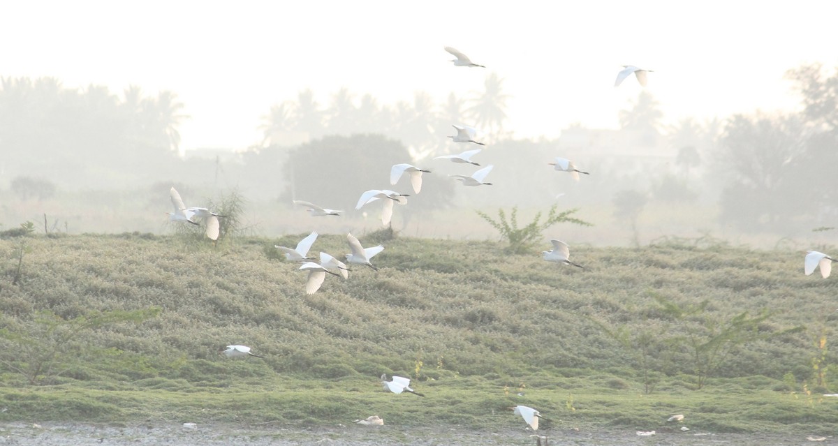 Eastern Cattle Egret - Shanmugam Kalidass