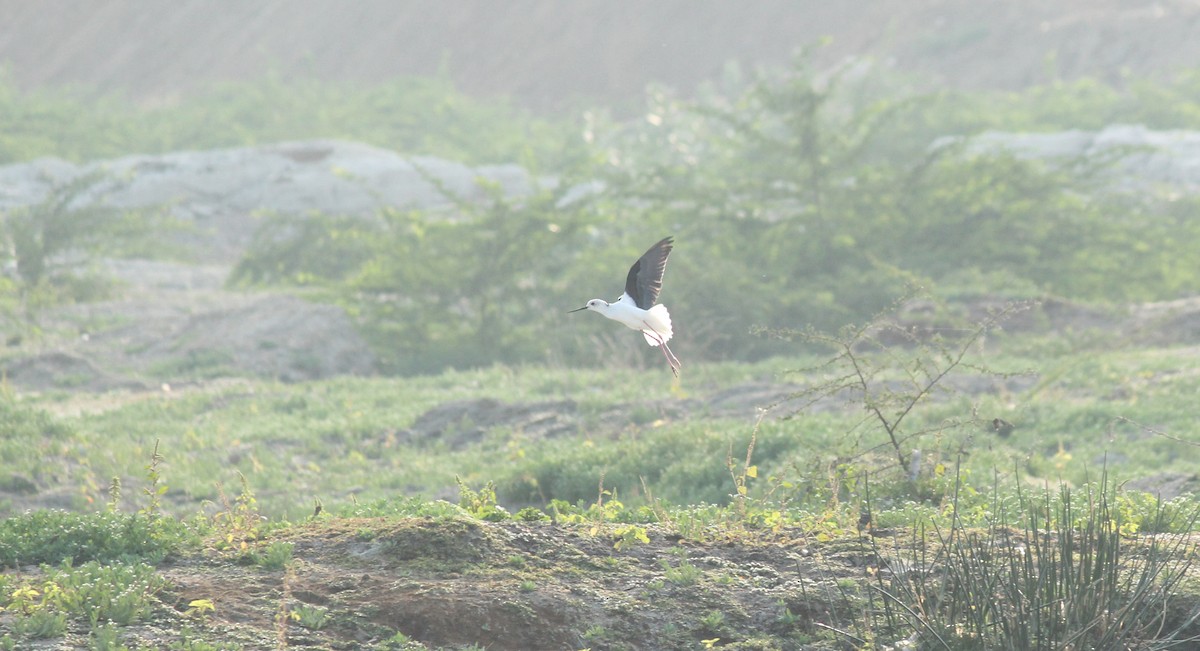 Black-winged Stilt - Shanmugam Kalidass