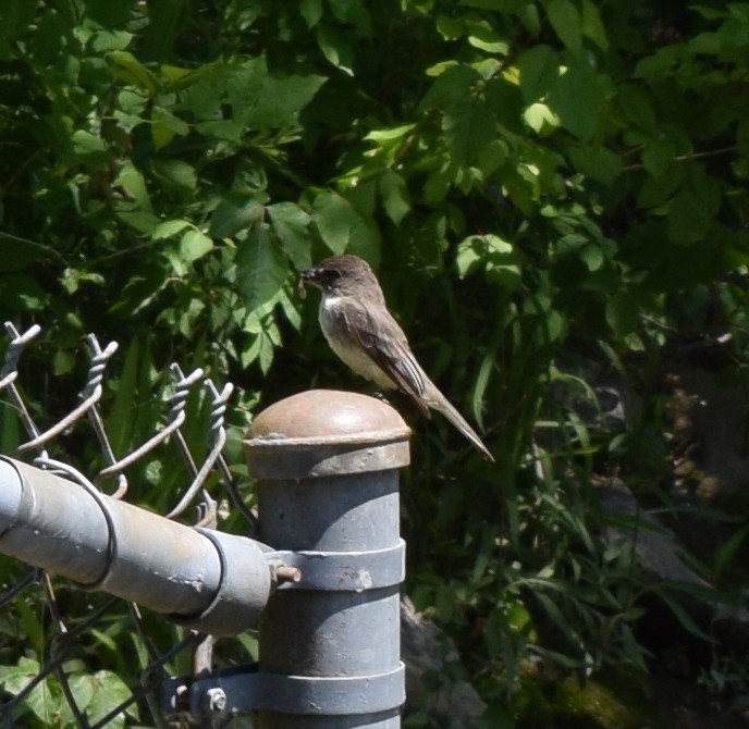 Eastern Phoebe - ML233466011