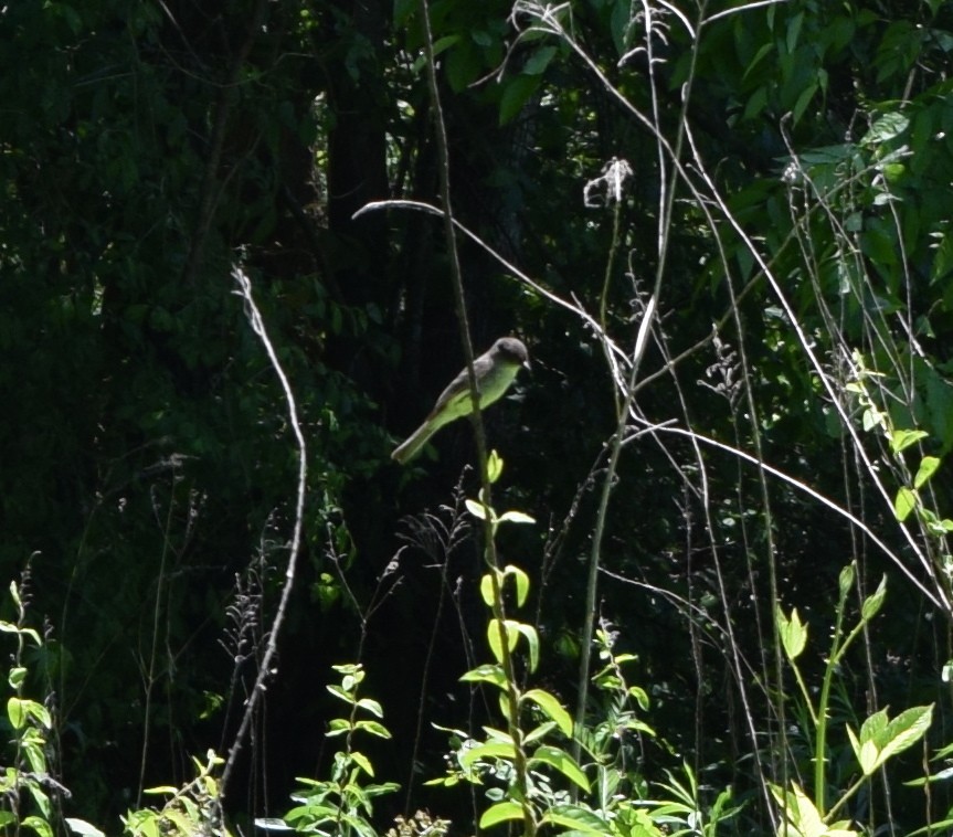 Eastern Phoebe - ML233466021