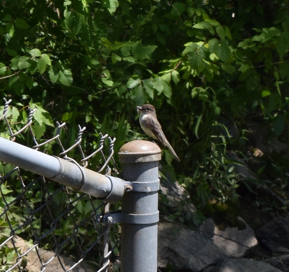 Eastern Phoebe - ML233466031