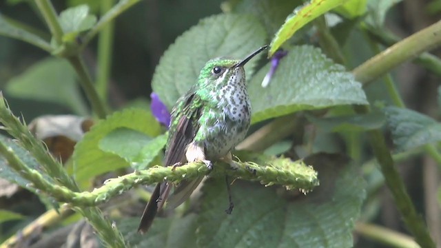 Peruvian Racket-tail - ML233466781