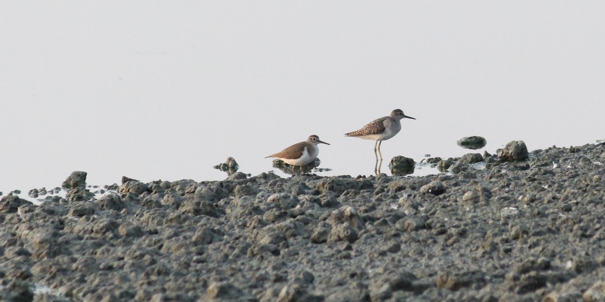 Common Sandpiper - ML23346701