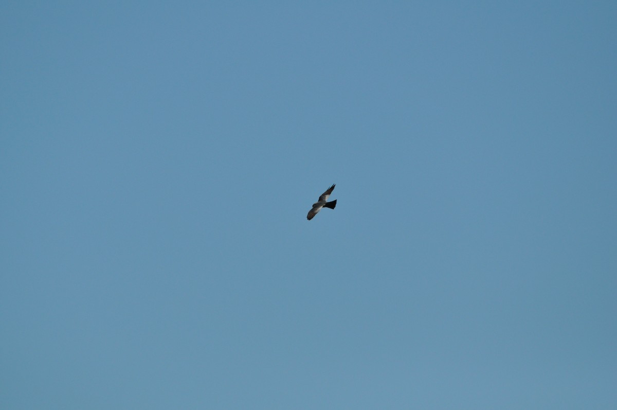 Mississippi Kite - ML233468061