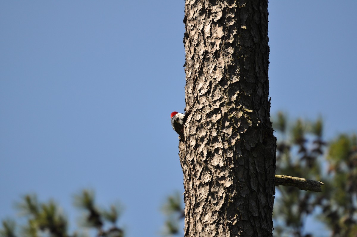 Pic à tête rouge - ML233468341