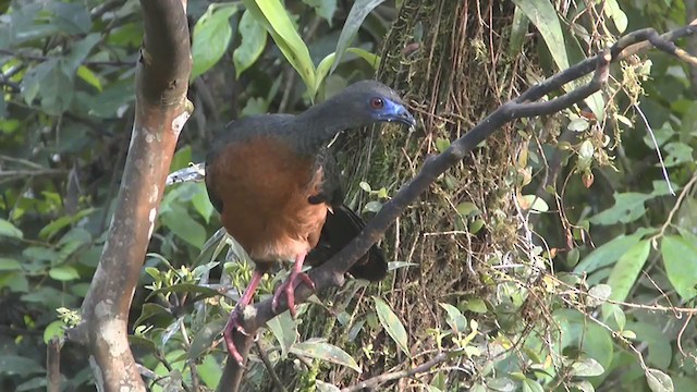 Sickle-winged Guan - ML233468611