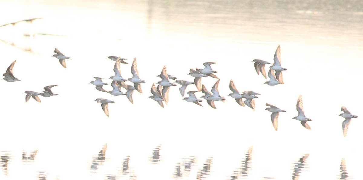 Little Stint - ML23346881