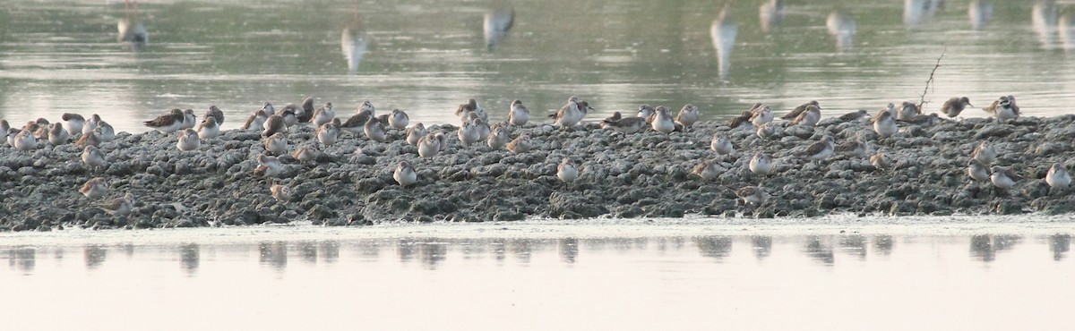 Little Stint - ML23346891