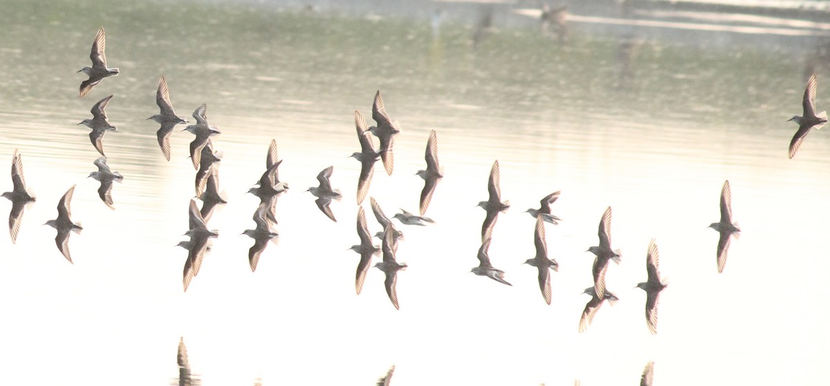 Little Stint - ML23346911