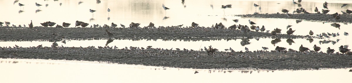 Little Stint - ML23346921