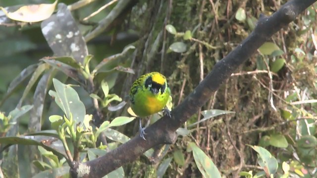Green-and-gold Tanager - ML233470161