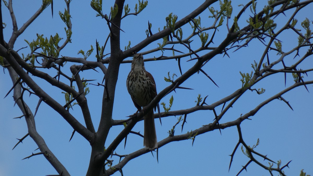 Brown Thrasher - Andy Brown