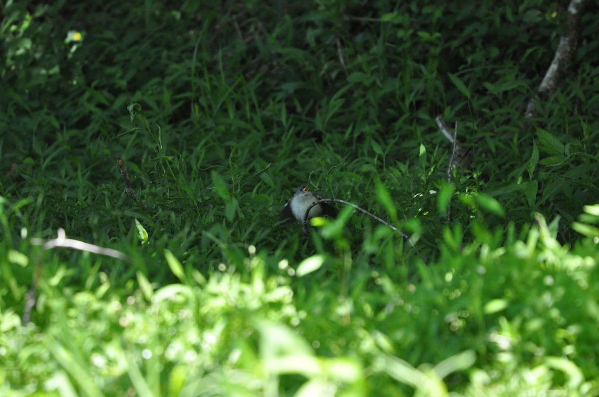 Tufted Titmouse - ML233470671