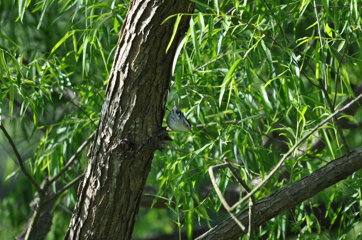 Black-and-white Warbler - ML233471021