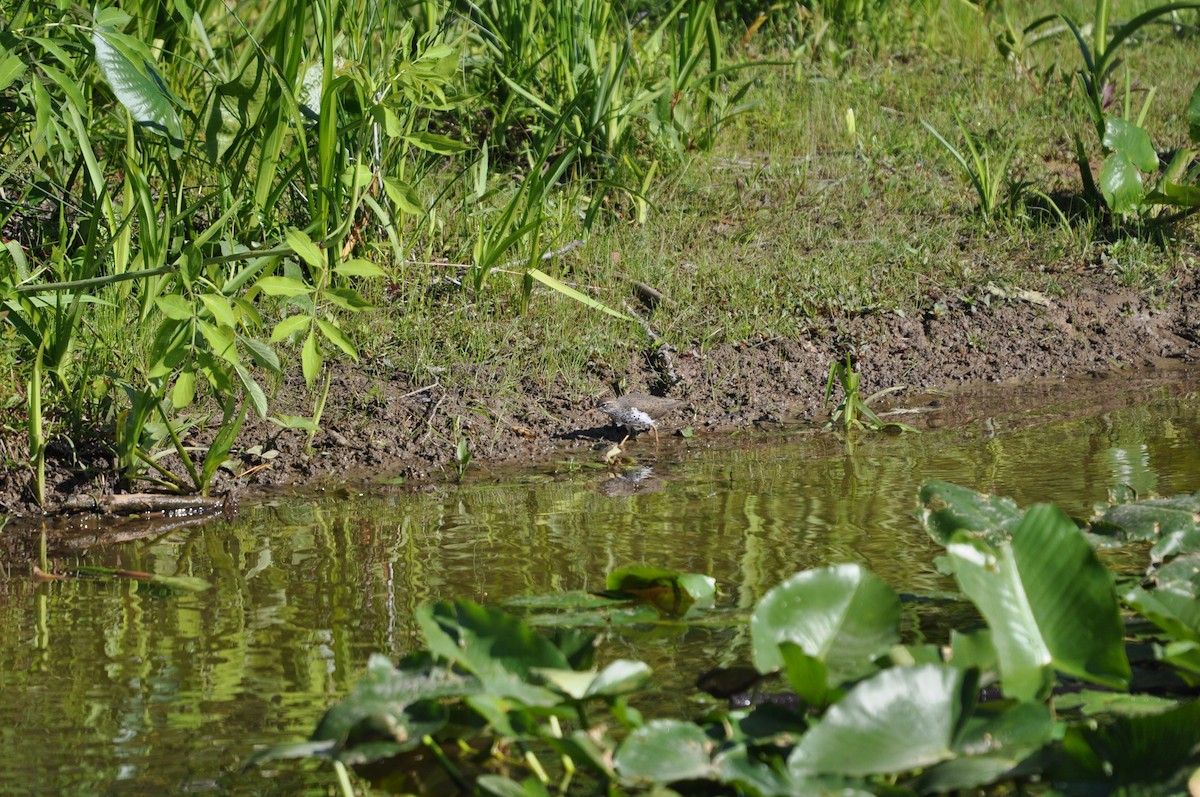 Spotted Sandpiper - ML233471481