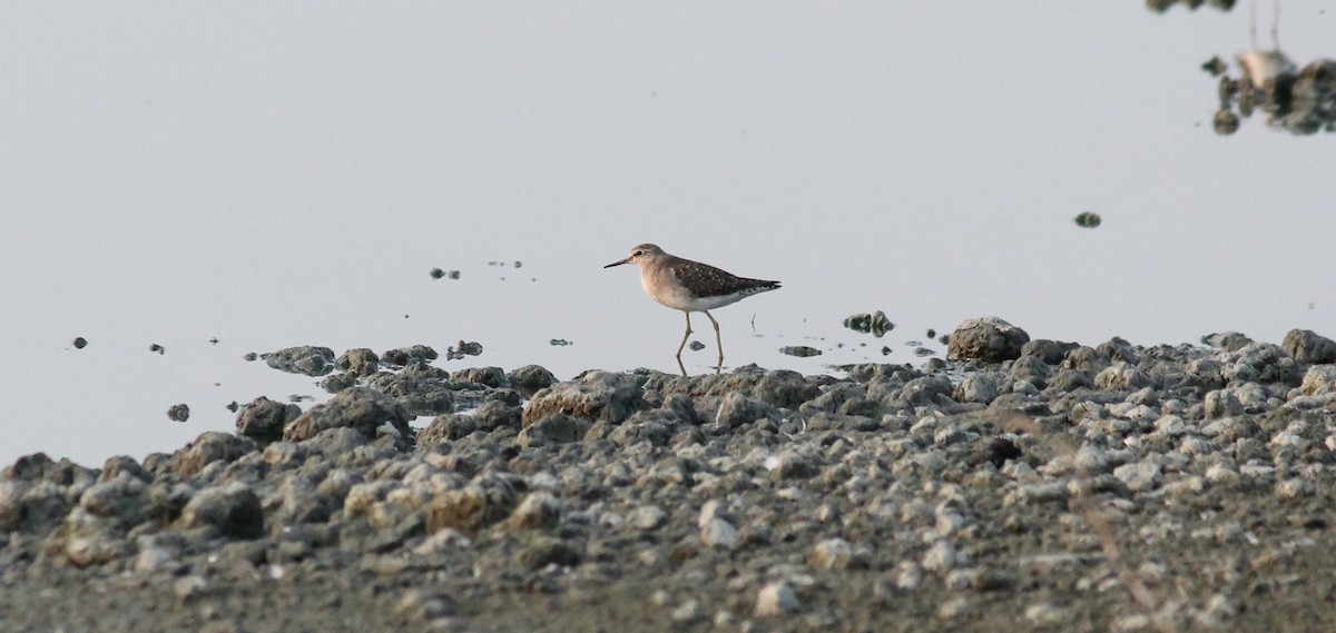 Wood Sandpiper - ML23347151