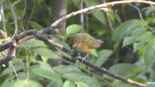 Orange-bellied Euphonia - ML233471611