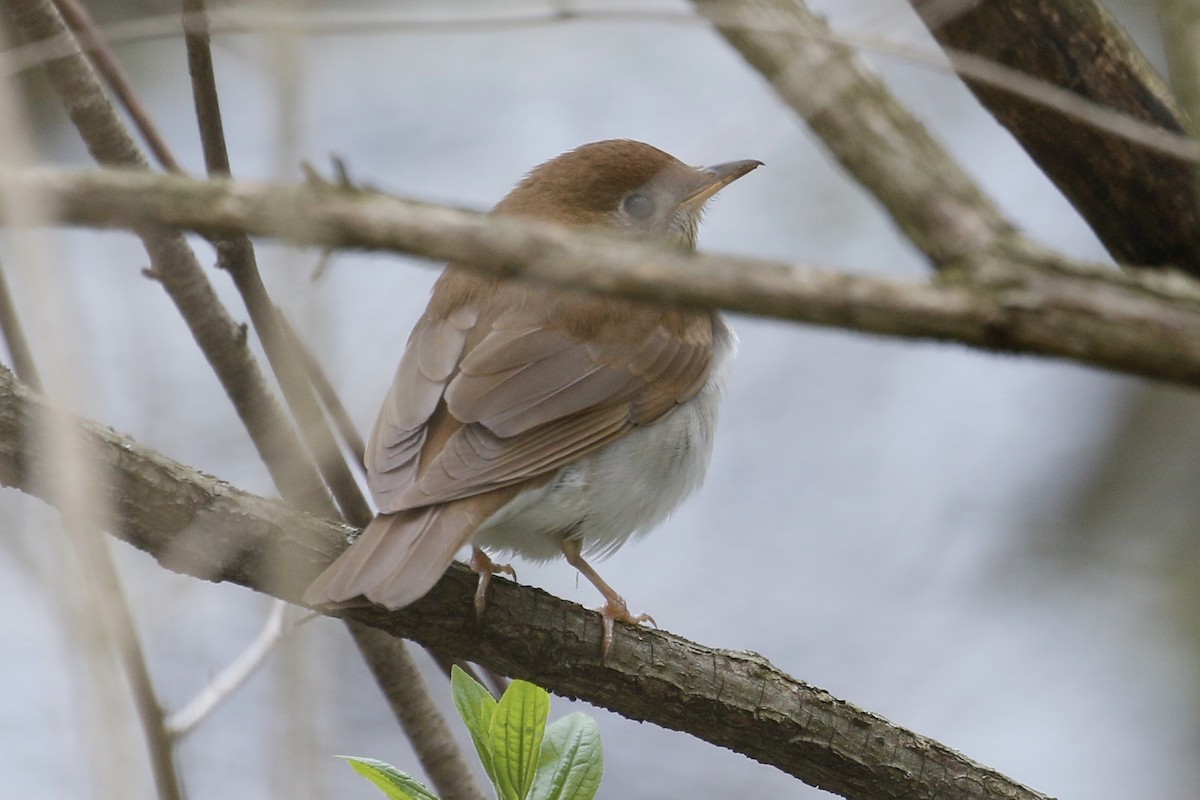 Veery - ML233472501