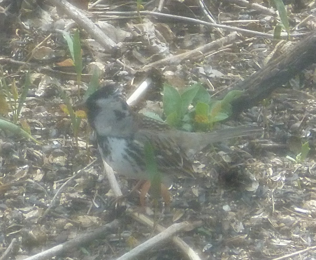 Harris's Sparrow - ML233472631