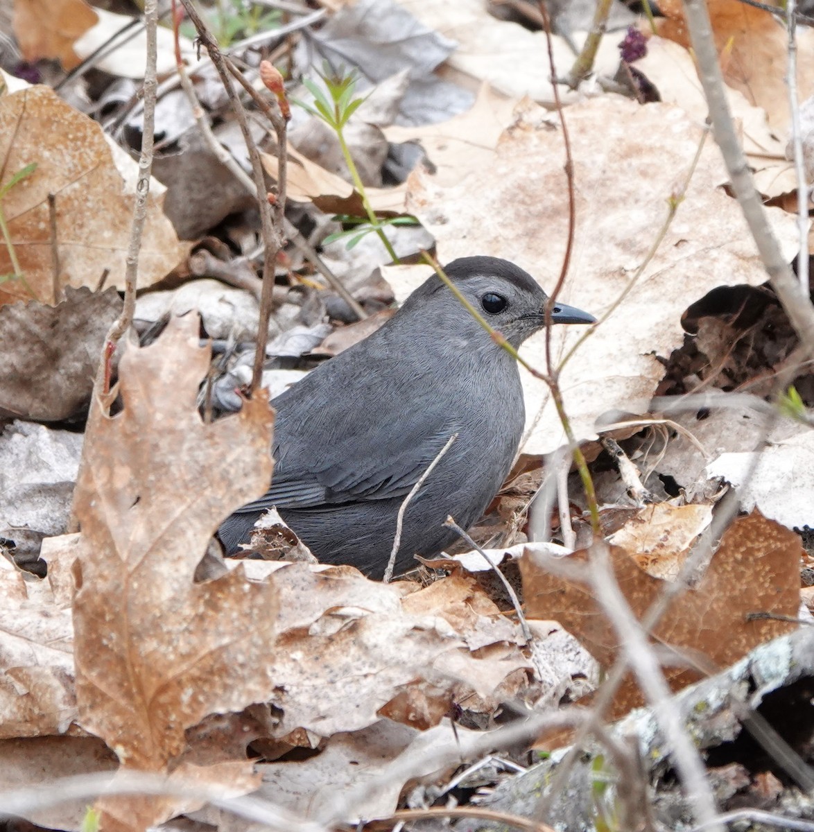 Pájaro Gato Gris - ML233473021