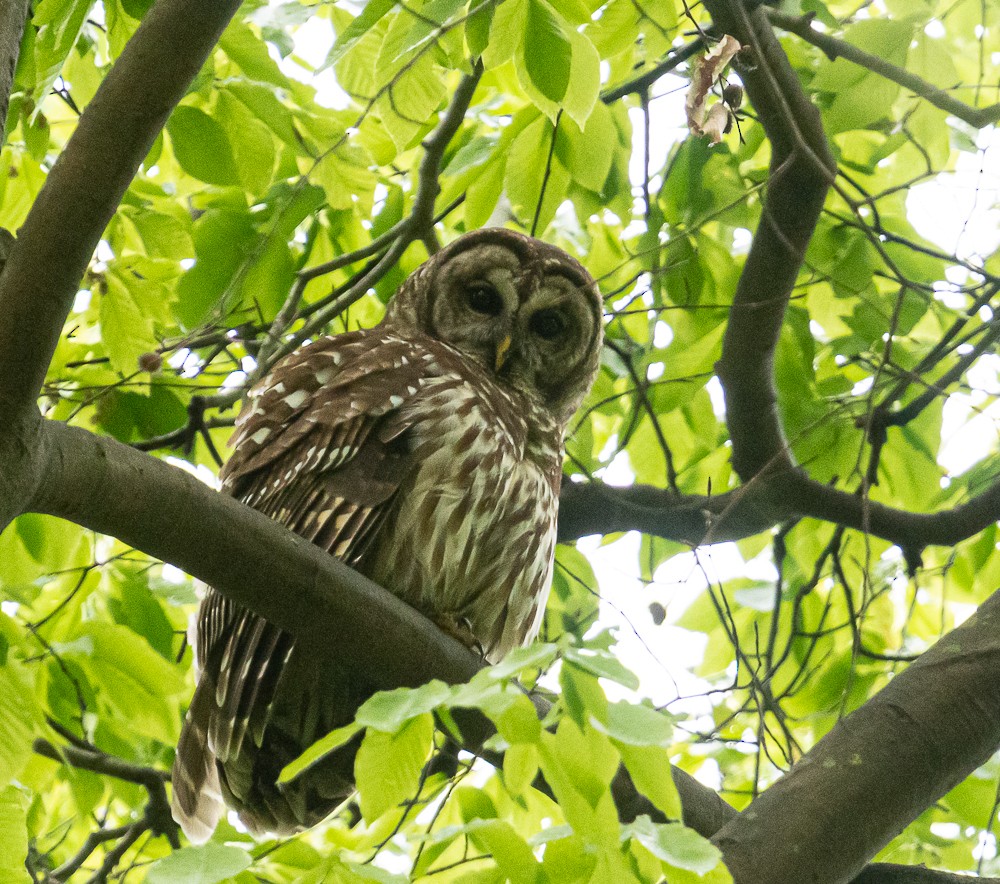Barred Owl - Bert Filemyr
