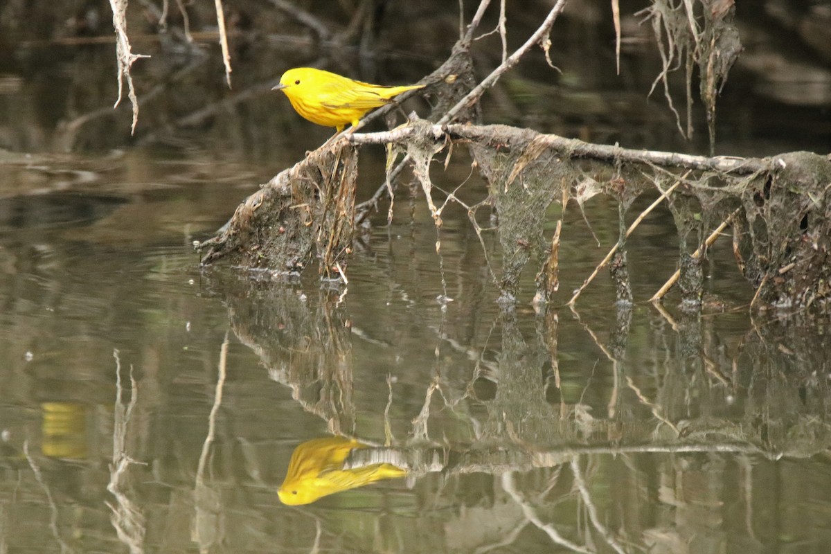 Yellow Warbler - ML233474361