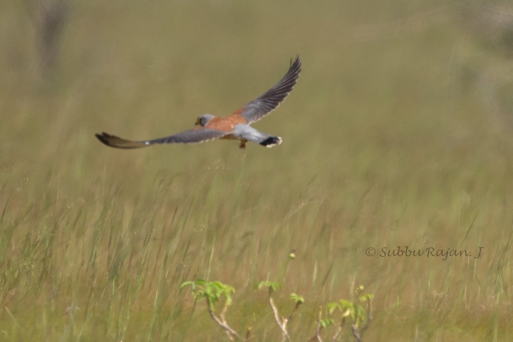 Lesser Kestrel - ML23347501