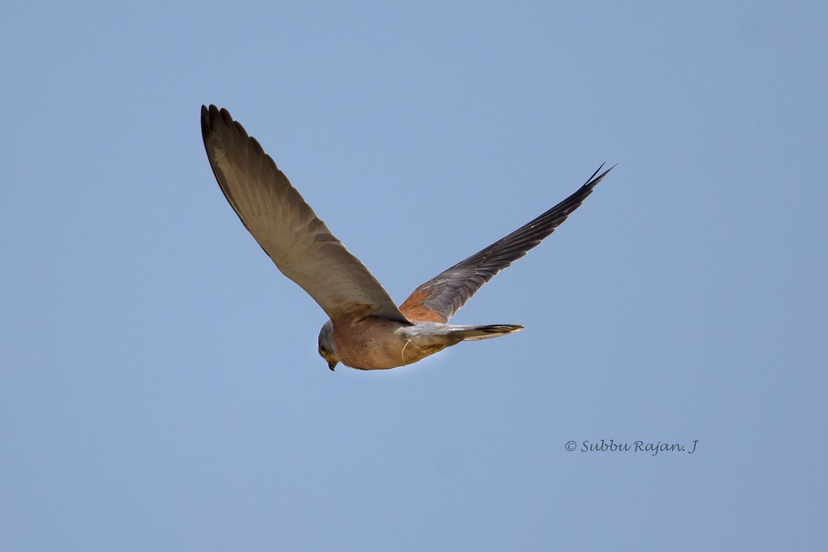 Lesser Kestrel - ML23347701