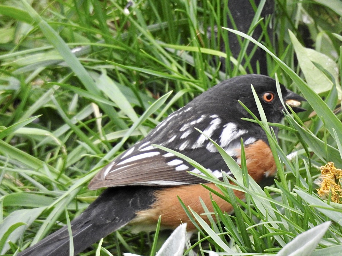 Spotted Towhee - Ellie Brown