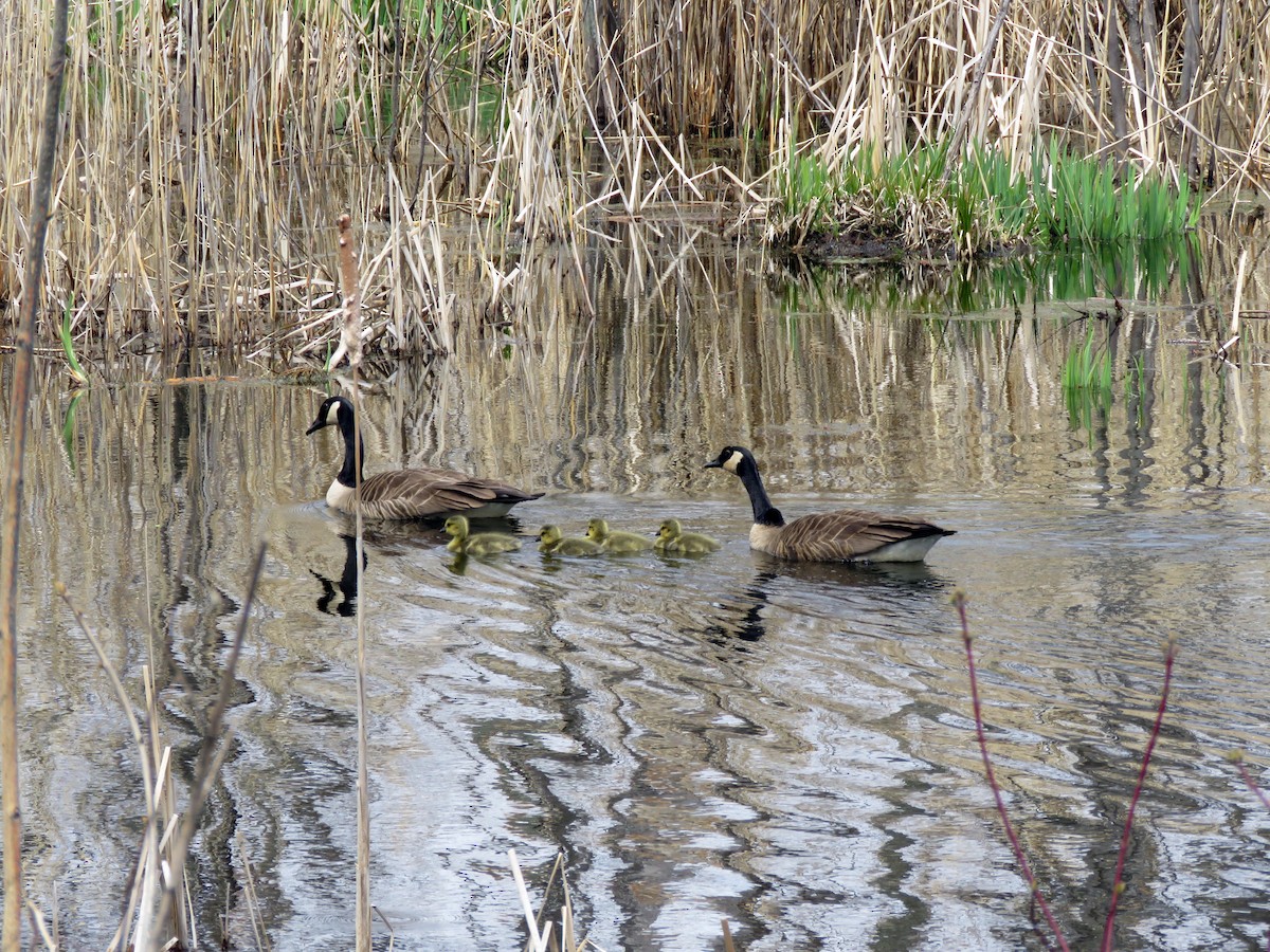 Canada Goose - ML233477321