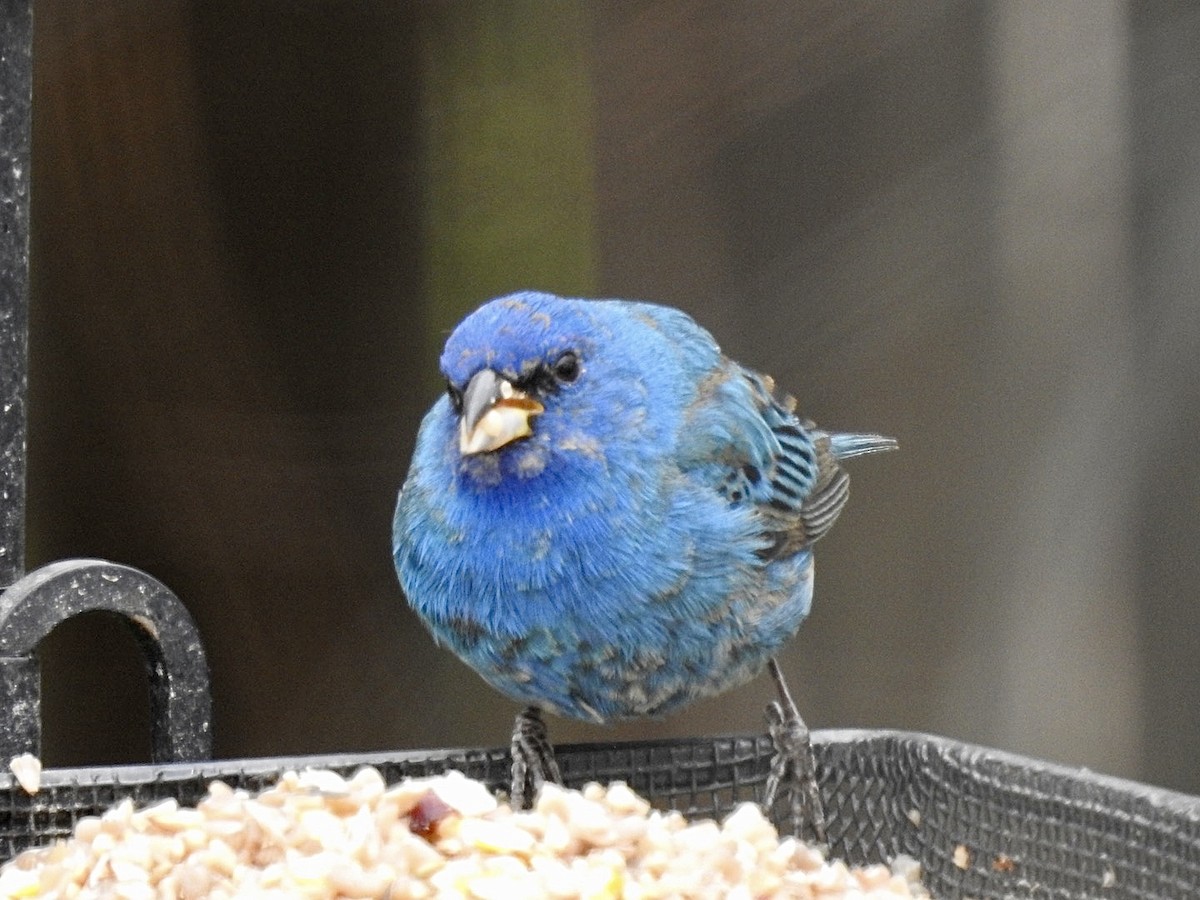 Indigo Bunting - ML233477641