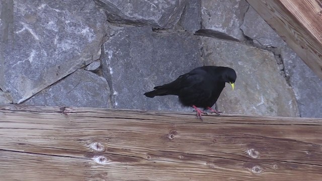 Yellow-billed Chough - ML233477651