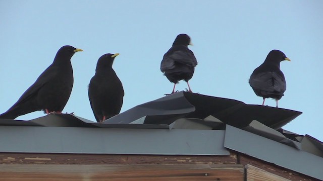 Yellow-billed Chough - ML233480001