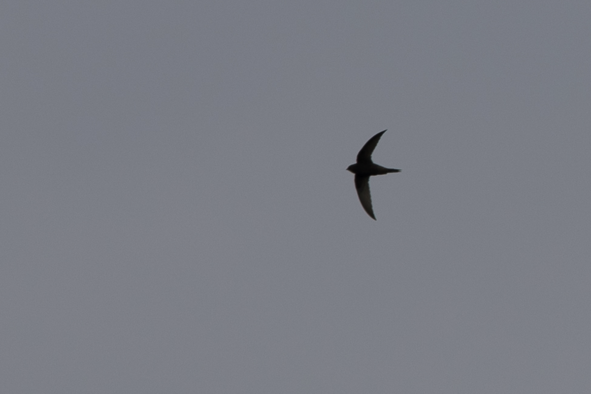 Common Swift - Simon Colenutt