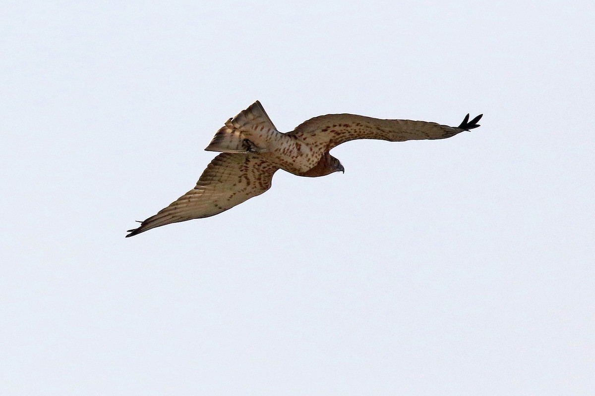 Short-toed Snake-Eagle - ML233482571