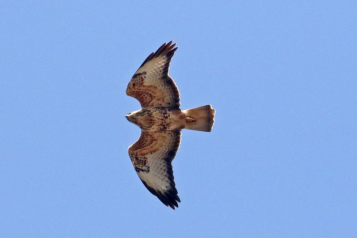 káně lesní - ML233482831