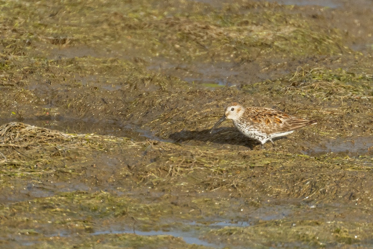 Dunlin - ML233482921