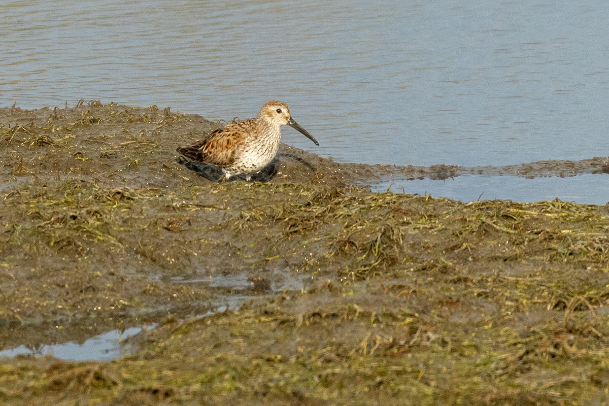 Dunlin - ML233482961