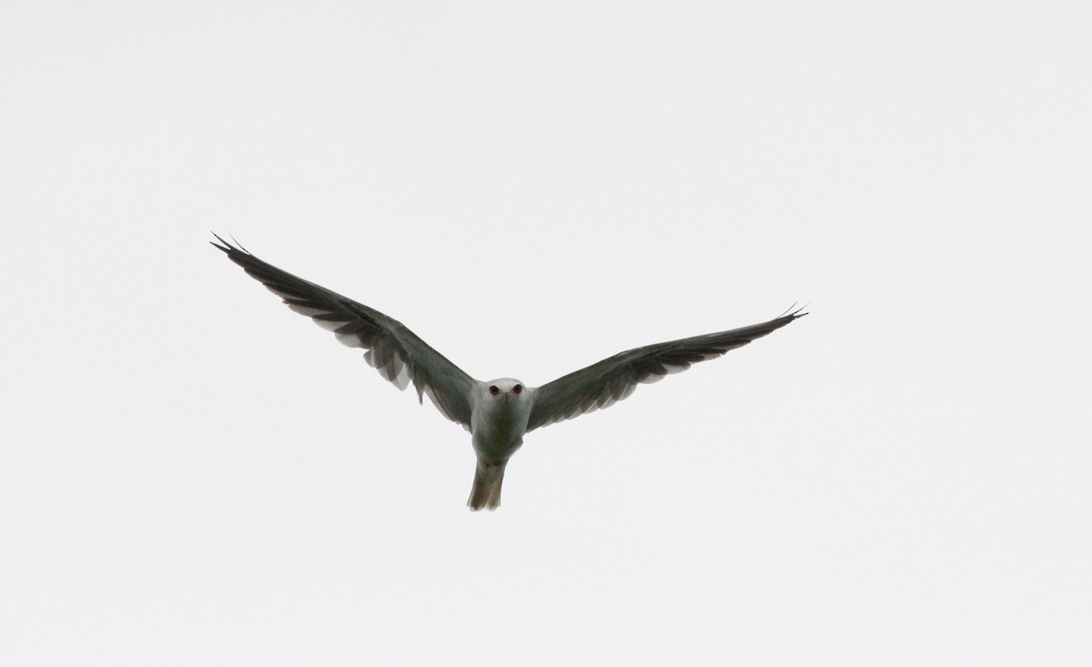 White-tailed Kite - Jay McGowan