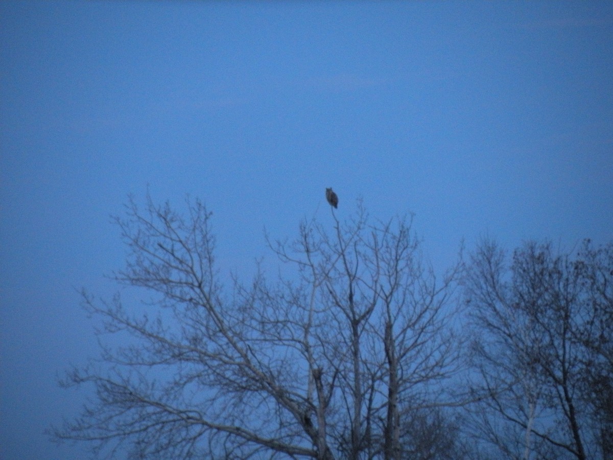 Great Horned Owl - ML233485671