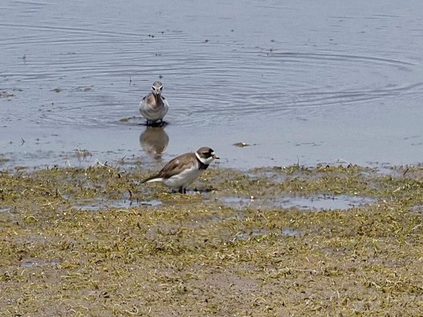 Semipalmated Plover - John Bruder