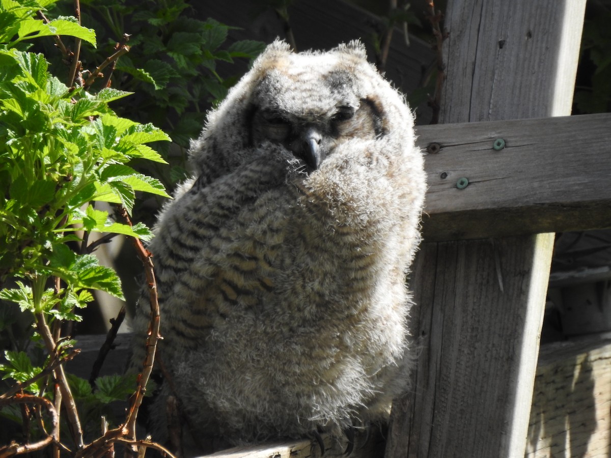 Great Horned Owl - ML233487831